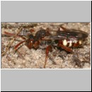 Nomada alboguttata - Wespenbiene w01 9mm.jpg